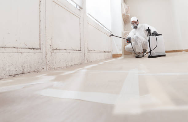 24/7 Emergency Attic Mold Remediation experts in Nashville, MI
