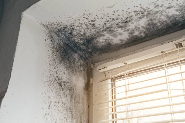 Affordable Attic Mold Remediation solutions in Nashville, MI