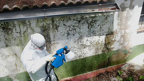 Top rated local Attic Mold Remediation specialists in Nashville, MI